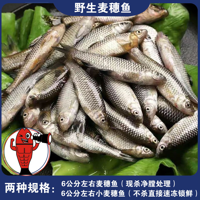 鲜麦穗鱼