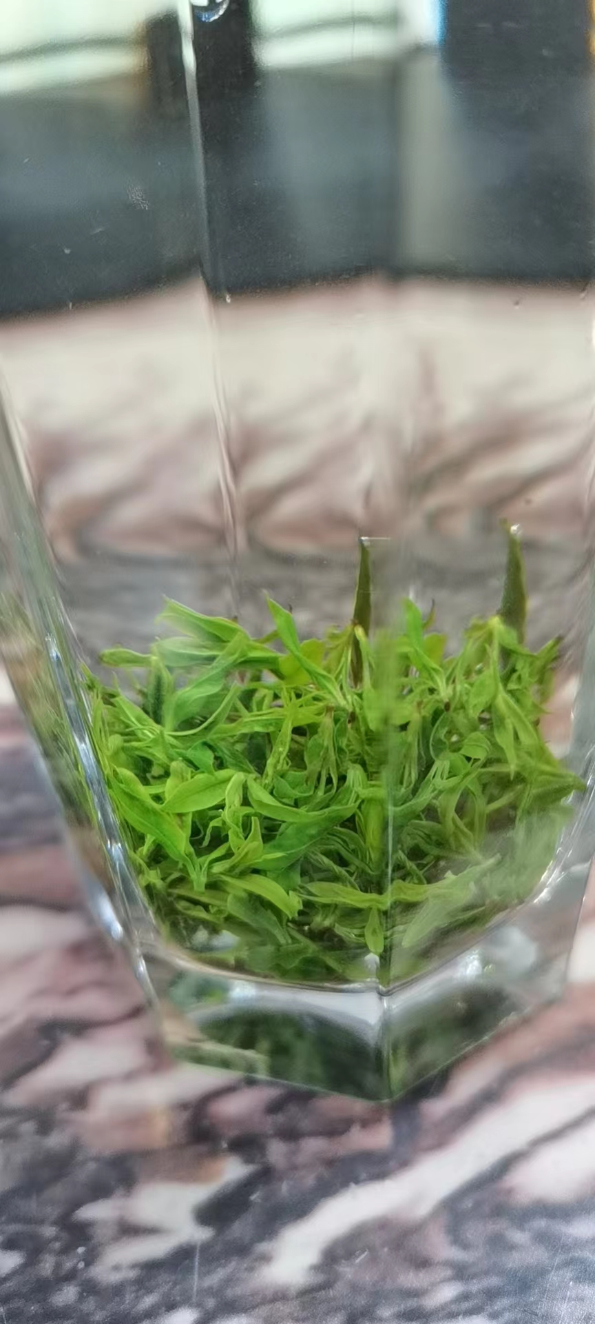 余庆小叶苦丁茶